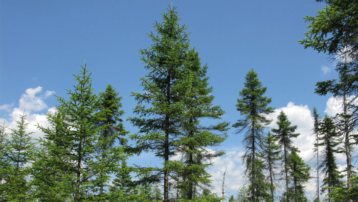 Spruce Trees