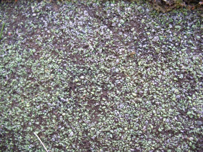 Lichens and moss loosen the granules on the shingle surface
