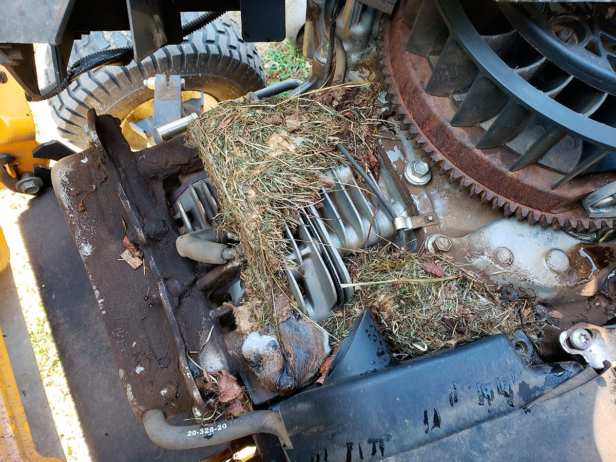 mouse nest in the mower
