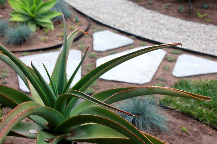 Desert plants in a garden with white triangular stone pavers