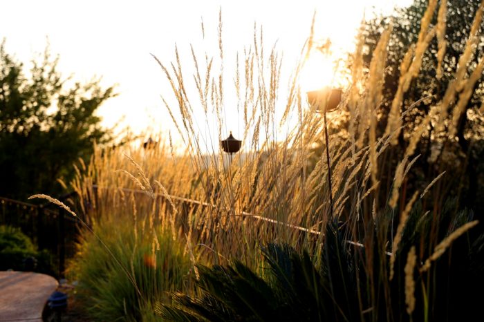 Reeds and grasses set against a golden setting sun