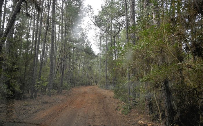 Lobloly trees with a road in the middle