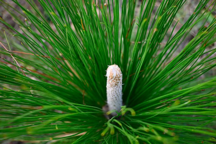 A closeup view of a longleaf pine sapling